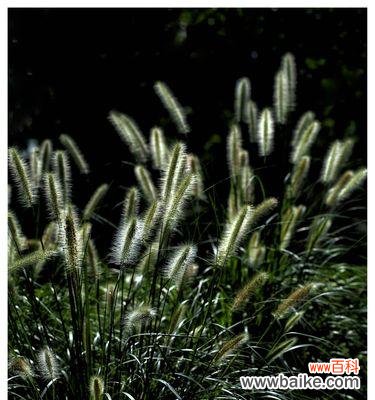 探索植物中体现忠诚的各种品种与特征 植物代表忠诚的象征及其意义