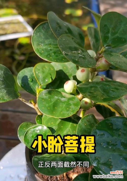 探索大自然中的聪明植物世界 智慧之花