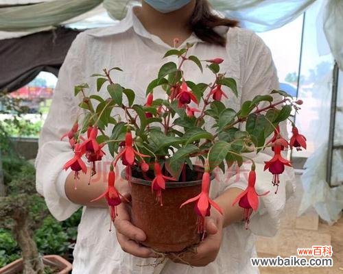 揭秘倒挂金钟的神秘力量与正确摆放方式 倒挂金钟的风水寓意与摆放位置