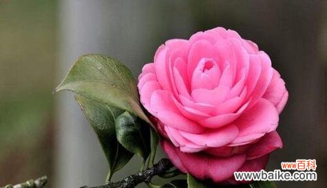 清香迎接缘分绽放 遇见的花语——茉莉花