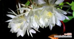 探秘昙花的奇妙象征 昙花的花语与含义