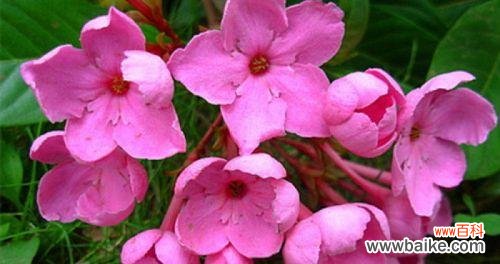 唤醒心灵的芳香与美丽 花开香满，芬芳传情——以花叶丁香的花语为主题