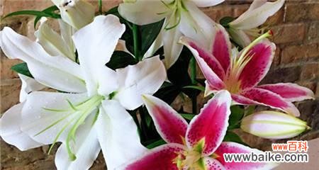 一朵花 白百合花的象征意义及寓意