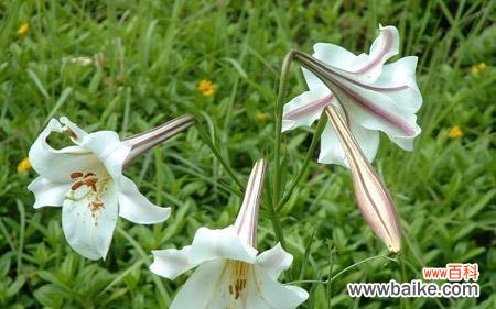 一朵花 白百合花的象征意义及寓意