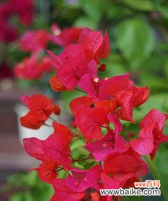 揭开三角梅花背后的文化秘密 三角梅花语的来历及寓意