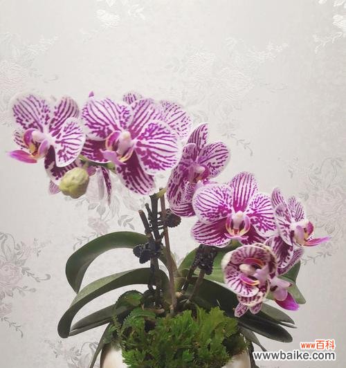 探究蝴蝶兰中几苗几梗的形成原因及如何正确繁殖 蝴蝶兰中几苗几梗的意义与繁殖技巧