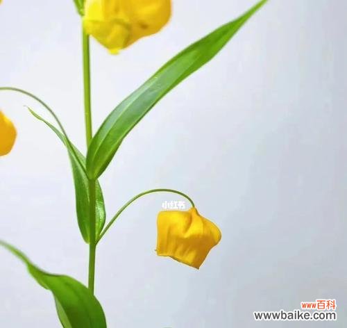 以花开的姿态传递勇气与希望 宫灯百合花语——照亮心灵的温暖之光