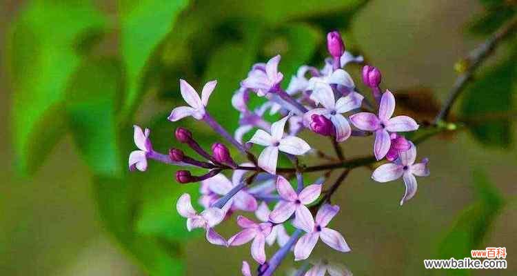 探寻丁香花的深意 丁香花语解析