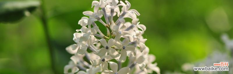 探寻丁香花背后的传奇故事与文化内涵 丁香花的象征意义与美丽之谜