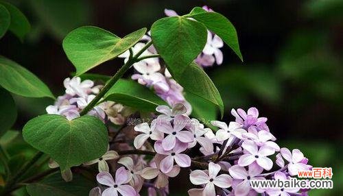 探寻丁香花背后的传奇故事与文化内涵 丁香花的象征意义与美丽之谜