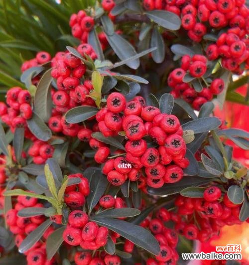 探寻冬青花开的象征与寓意 冬青花开的意义