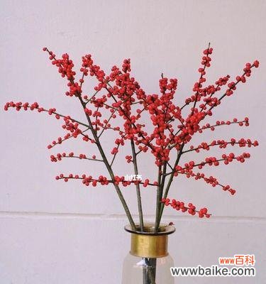 探寻冬青花开的神秘之美 冬青花开,寓意与花语的象征意义