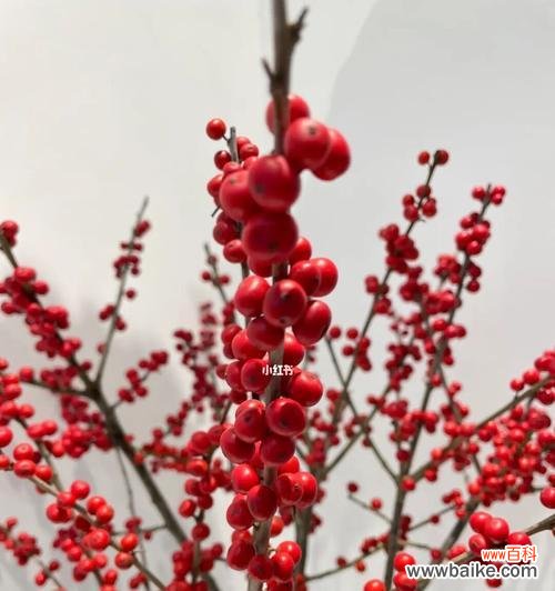 探寻冬青花开的神秘之美 冬青花开,寓意与花语的象征意义