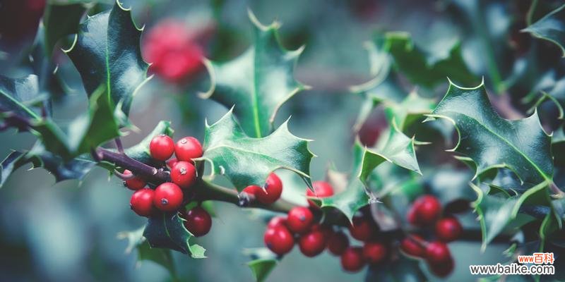 探寻冬青花开的神秘之美 冬青花开,寓意与花语的象征意义