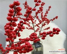 揭开冬青开花的吉祥之谜 冬青开花风水寓意解析