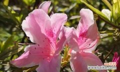 探寻杜鹃花的神秘语言和深远象征 杜鹃花的花语与象征意义