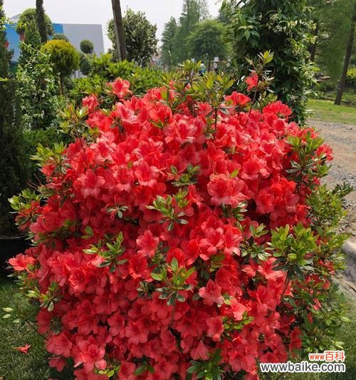 唤起生机的花卉 杜鹃花的寓意与象征风水