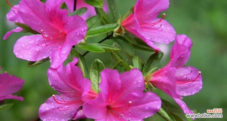 探索杜鹃花在风水中的象征意义与正确的摆放位置 杜鹃花的风水寓意与摆放位置