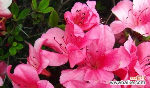 探索杜鹃花在风水中的象征意义与正确的摆放位置 杜鹃花的风水寓意与摆放位置