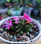 从多肉植物中读懂生命的坚韧与温柔 多肉之美