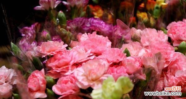 康乃馨盆景花语传递家庭温暖与爱意 母亲节康乃馨盆景花语