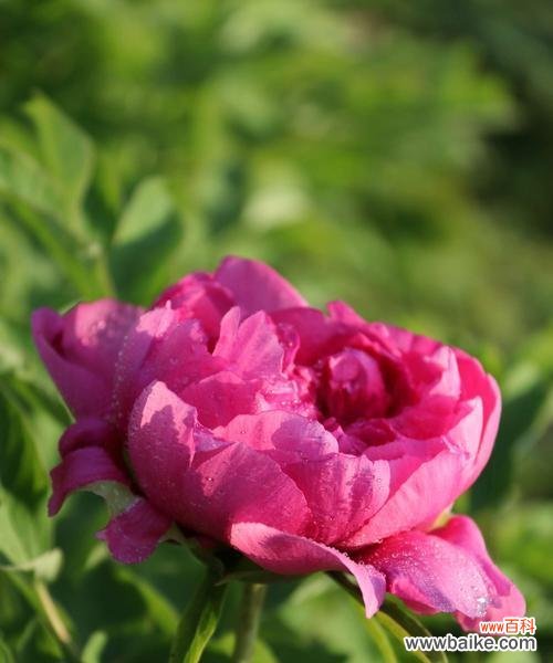 探索牡丹的文化意义与美学价值 牡丹之美