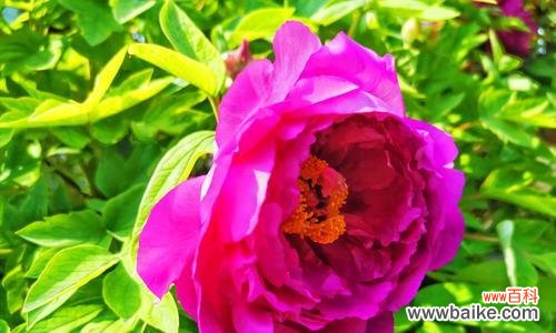 探索牡丹的文化意义与美学价值 牡丹之美