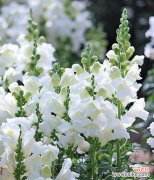 探索香堇花的象征意义与传达的信息 以香堇花代表什么