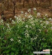 揭示土地的丰饶和生命力 萝卜开花的预示与意义
