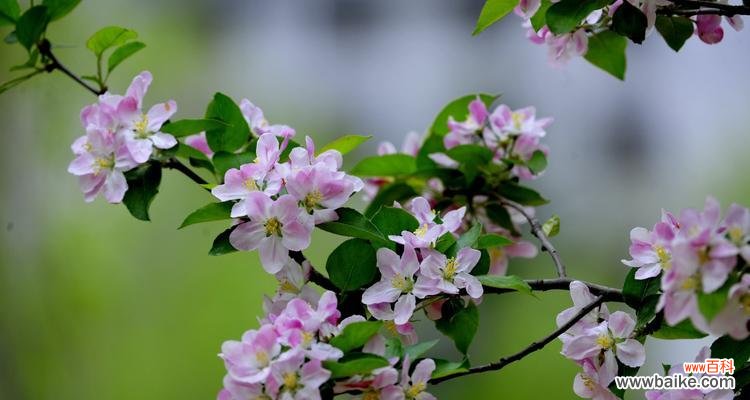 探寻玻璃海棠花的花语 玻璃海棠花语——纯洁和坚韧
