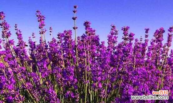 揭秘薰衣草所传递的情感和意义 薰衣草的花语和象征