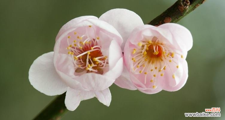 梅花的傲雪坚强 解读梅花的花语与代表意义