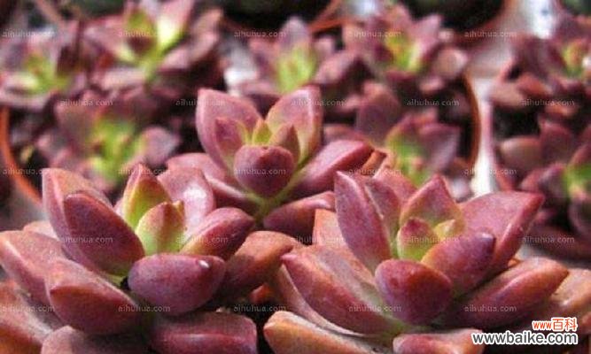 多肉植物的美丽与象征 多肉植物的花语及代表意义