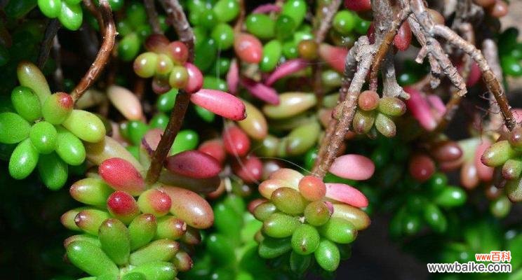 多肉植物的美丽与象征 多肉植物的花语及代表意义