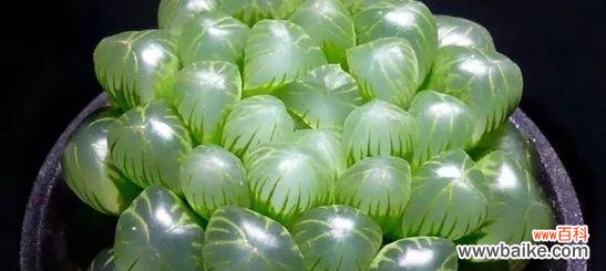 多肉植物的美丽与象征 多肉植物的花语及代表意义