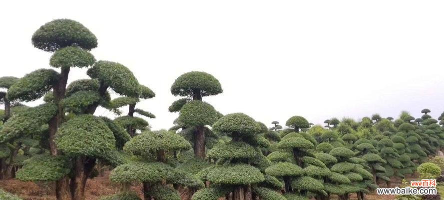 以对节白蜡为主题的风水禁忌与传统摆放方式 白蜡的风水寓意与摆放位置