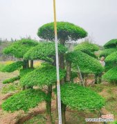 以对节白蜡为主题的风水禁忌与传统摆放方式 白蜡的风水寓意与摆放位置