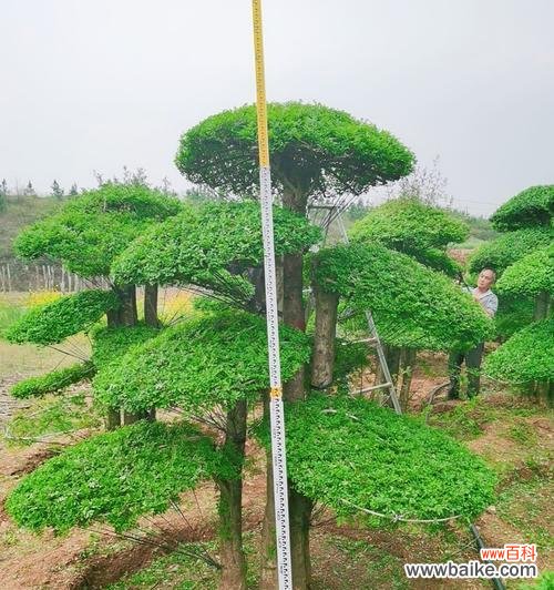 以对节白蜡为主题的风水禁忌与传统摆放方式 白蜡的风水寓意与摆放位置