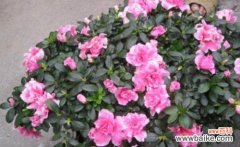 探索杜鹃在古代文化中的隐喻与象征 杜鹃的象征意义及古代寓意剖析