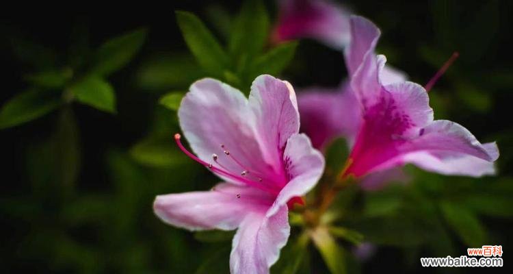 探索美丽的杜鹃花 杜鹃花的花语及代表意义