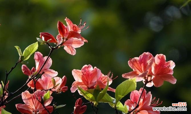 探索美丽的杜鹃花 杜鹃花的花语及代表意义