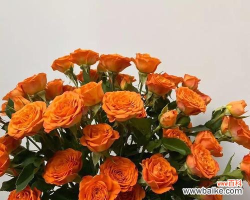 揭秘多头玫瑰的花语寓意 多头玫瑰的花语和寓意解读