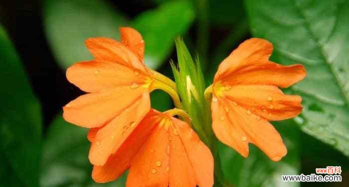 多头菊花语的解读与传达 多头菊的花语及寓意