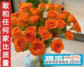 多头菊花语的解读与传达 多头菊的花语及寓意