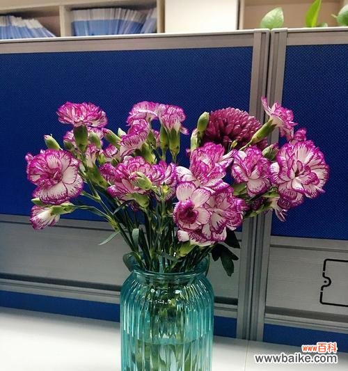 多头菊花语的解读与传达 多头菊的花语及寓意