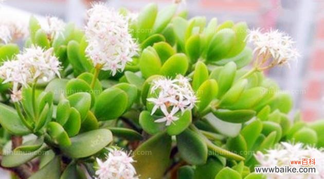 追求绿植美学 多肉开花的风水寓意与好处