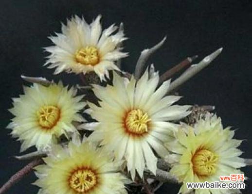 追求绿植美学 多肉开花的风水寓意与好处