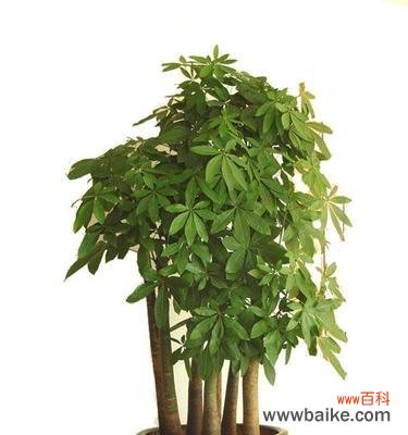 探索发财树开花的吉祥象征与福运助力 发财树开花的风水寓意