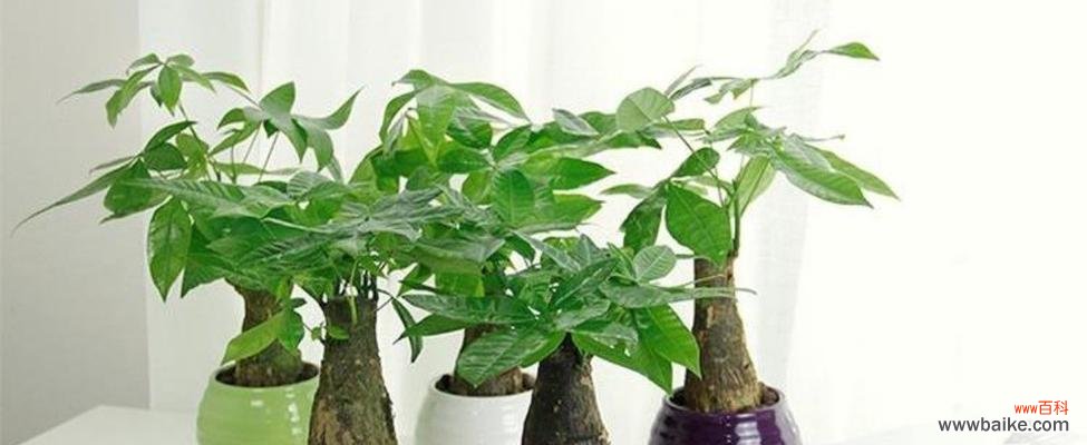 探索发财树开花的吉祥象征与福运助力 发财树开花的风水寓意