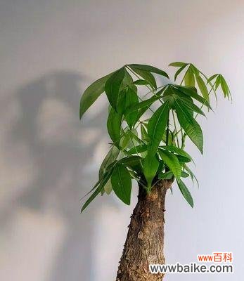 探索发财树开花的吉祥象征与福运助力 发财树开花的风水寓意